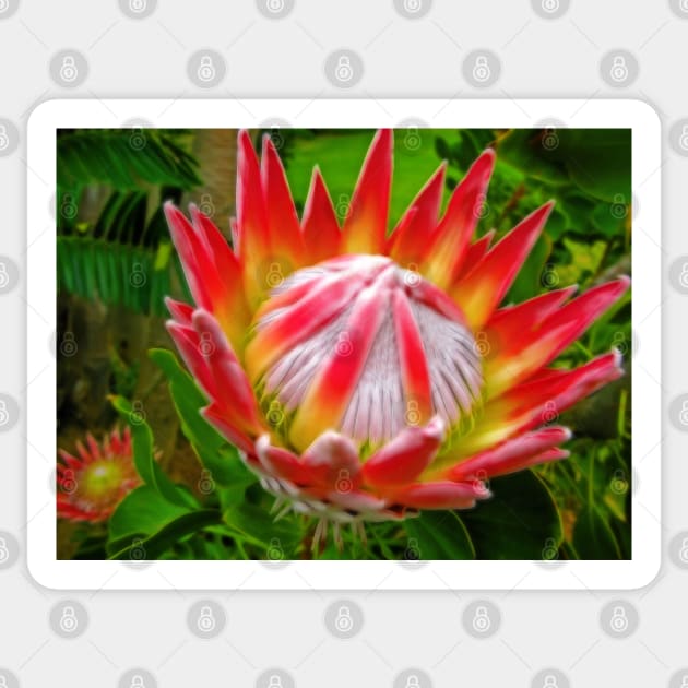 King Protea, South Africa Sticker by vadim19